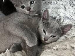 WhatsApp mig på. .. ..  Fantastiska ryskblå kattungar