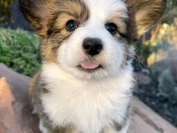 WhatsApp mig på.....  Fantastiska Welsh Pembroke Corgi-valpar