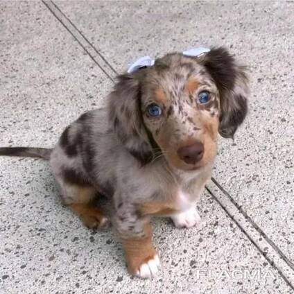 WhatsApp mig på. .. ..  Miniatyrtaxvalpar