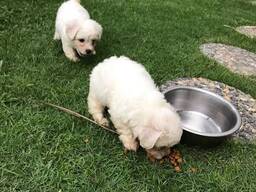 WhatsApp mig på.....  Stamtavla bichon frisévalpar