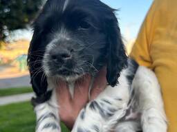 WhatsApp mig på.....  Tjocka engelska springerspaniels