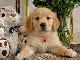 WhatsApp mig på. .. ..  tjocka labradorvalpar till adoption