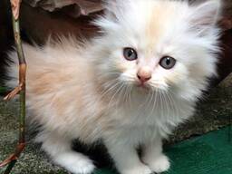 WhatsApp mig på.....  Vackra perserkattungar