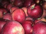 Яблоки apples - фото 1